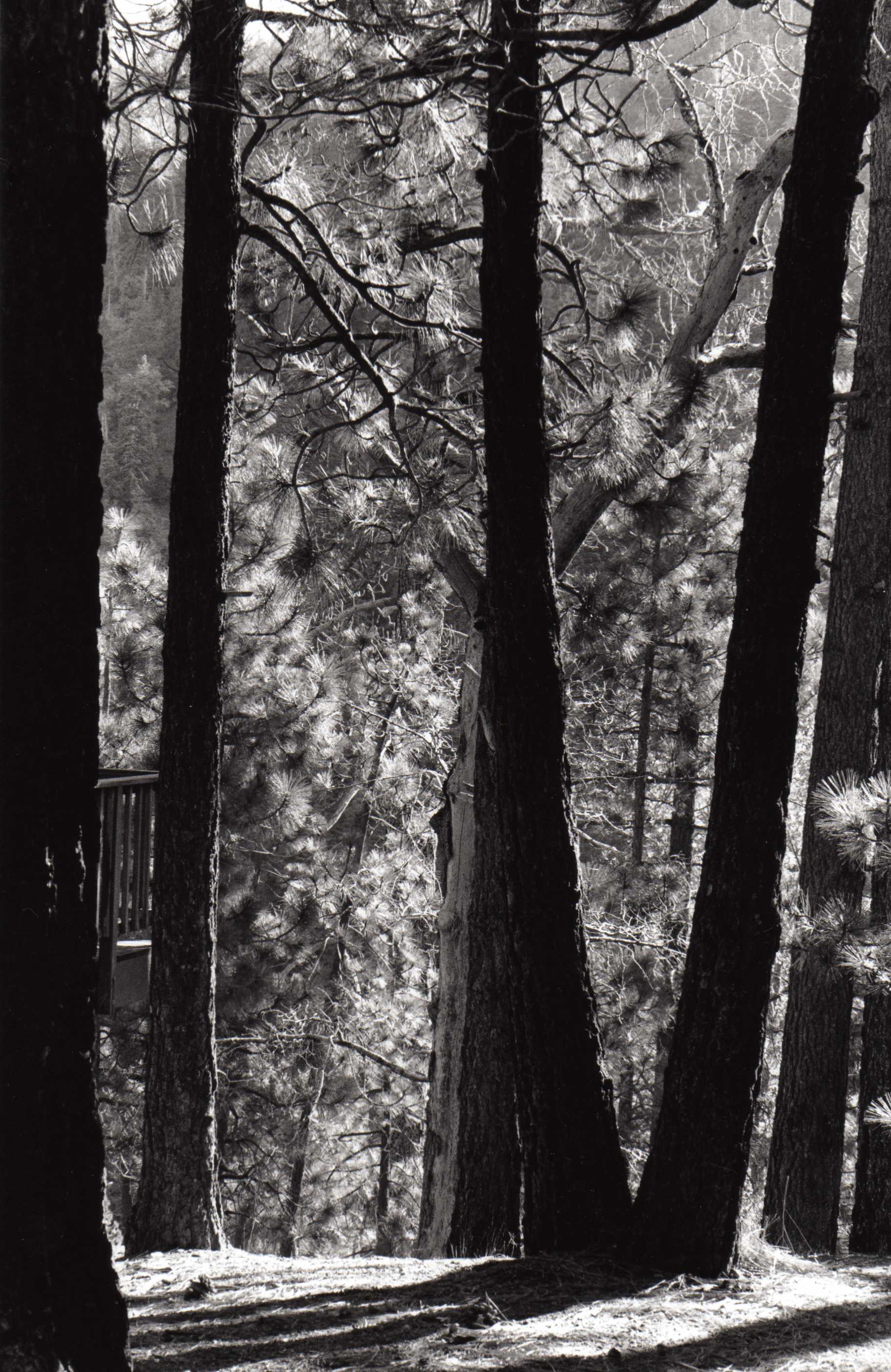 trees and light